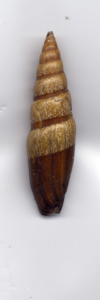 Mitra zonata